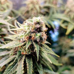 gorilla-zkittlez-fem-Semyanich.jpg