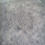 ice-regular-nirvana-seeds.jpg