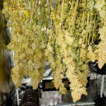 runtz-punch-fem-herbies-seeds.jpg