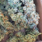 bruce-banner-3-fem-blimburn-seeds.jpg