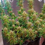 crystal-ww-autoflower-fem-easy-grow-seeds.jpg