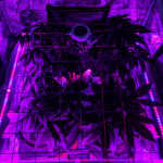 jack-47-auto-sweet-seeds.jpeg