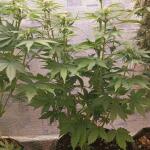 keepers-og-autoflower-fem-seedkeepers.jpg