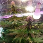 mazar-extra-bulk-seed-bank.JPG
