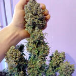 original-auto-white-widow-fem-fastbuds.jpg