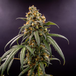 papaya-zoap-f1-fast-version-fem-sweet-seeds.jpg