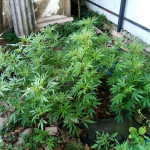 pure-power-plant-regular-nirvana-seeds.jpg
