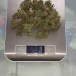 special-tangie-auto-fem-Semyanich.jpg