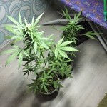 taison-auto-vip-seeds.jpeg
