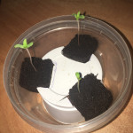 thunder-bloody-mary-auto-samsara-seeds.JPG