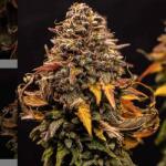 watermelon-zkittlez-fem-barneys-farm.jpg