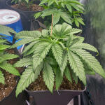 watermelon-zkittlez-fem-barneys-farm.jpg