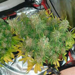 zkittlez-auto-fem-Semyanich.jpg