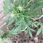 taison-auto-vip-seeds.jpeg