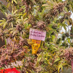 whiskey-zulu-auto-fem-7ch-american.jpg