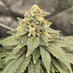 blueberry-og-fem-barneys-farm.jpg