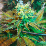 gelato-fem-blimburn-seeds.jpg