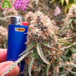 medusa-f1-auto-fem-rqs.jpg