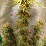 miracle-alien-cookies-mac-fem-7ch-american.jpg