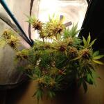 purple-juice-auto-fem-herbies-seeds.jpg