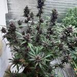 purple-lemonade-auto-fem-fastbuds.jpeg