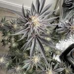 purple-punch-fem-barneys-farm.jpg