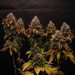 watermelon-zkittlez-fem-barneys-farm.jpg