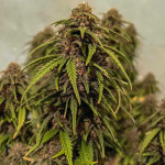 wedding-glue-auto-fem-fastbuds.jpg