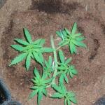 apple-betty-fem-herbies-seeds.jpg