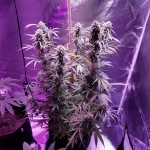 auto-glueberry-o.g.-dutch-passion.jpg