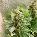californian-snow-auto-fem-fastbuds.jpg