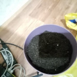 lowryder-auto-fem-vision-seeds.jpg