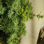 northern-lights-fem-00-seeds.jpg