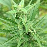 totally-alpha-og-auto-fem-alphafem-seeds.jpg