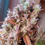 forbidden-runtz-auto-fem-fastbuds.jpg