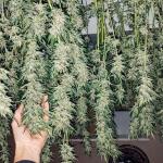 gorilla-glue-4-fem-blimburn-seeds.jpg