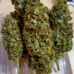 gorilla-zkittlez-fem-Semyanich.jpg