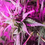 ice-female-seeds.JPG