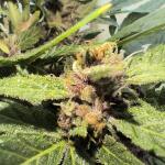 lemon-cherry-cookies-auto-fem-fastbuds.jpg