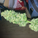 lowryder-auto-fem-vision-seeds.jpeg
