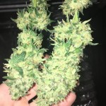sweet-deep-grapefruit-dinafem-seeds.jpg