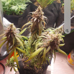 auto-parmesan-auto-cheese-fem-victory-seeds.jpg
