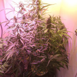 big-devil-xl-auto-sweet-seeds.jpg