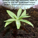 critical--fem-dinafem-seeds.JPG