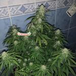forbidden-runtz-auto-fem-fastbuds.jpeg