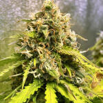 gelato-auto-fem-fastbuds.jpg