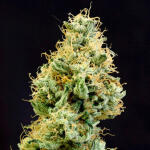 girl-scout-cookies-fem-blimburn-seeds.jpg