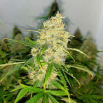 gorilla-cookies-auto-fem-fastbuds.jpg