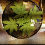 gorilla-glue-4-fem-anesia-seeds.png