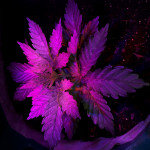 gorilla-glue-4-fem-anesia-seeds.jpg